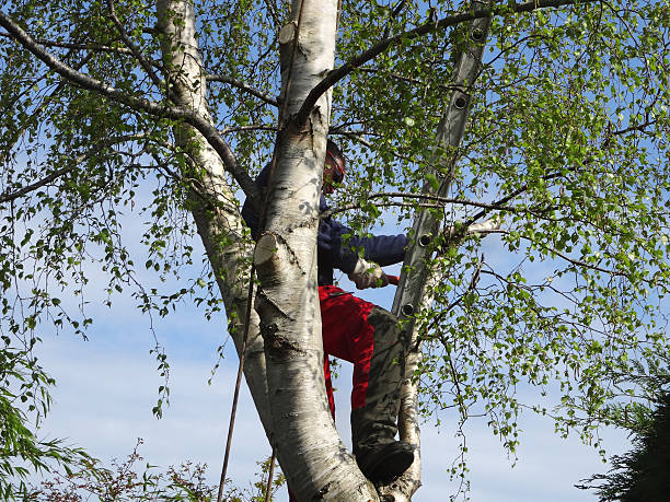 Best Tree Removal Service  in USA