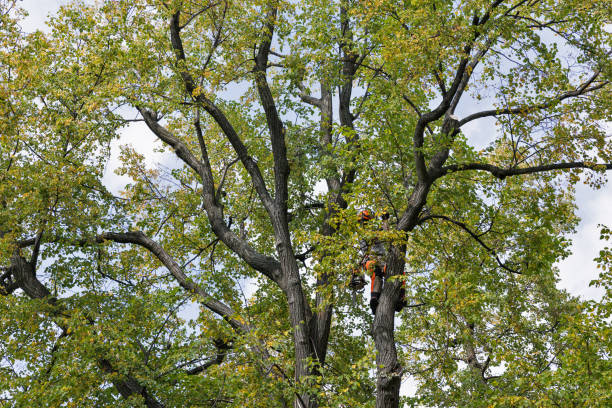 Best Tree Planting  in USA